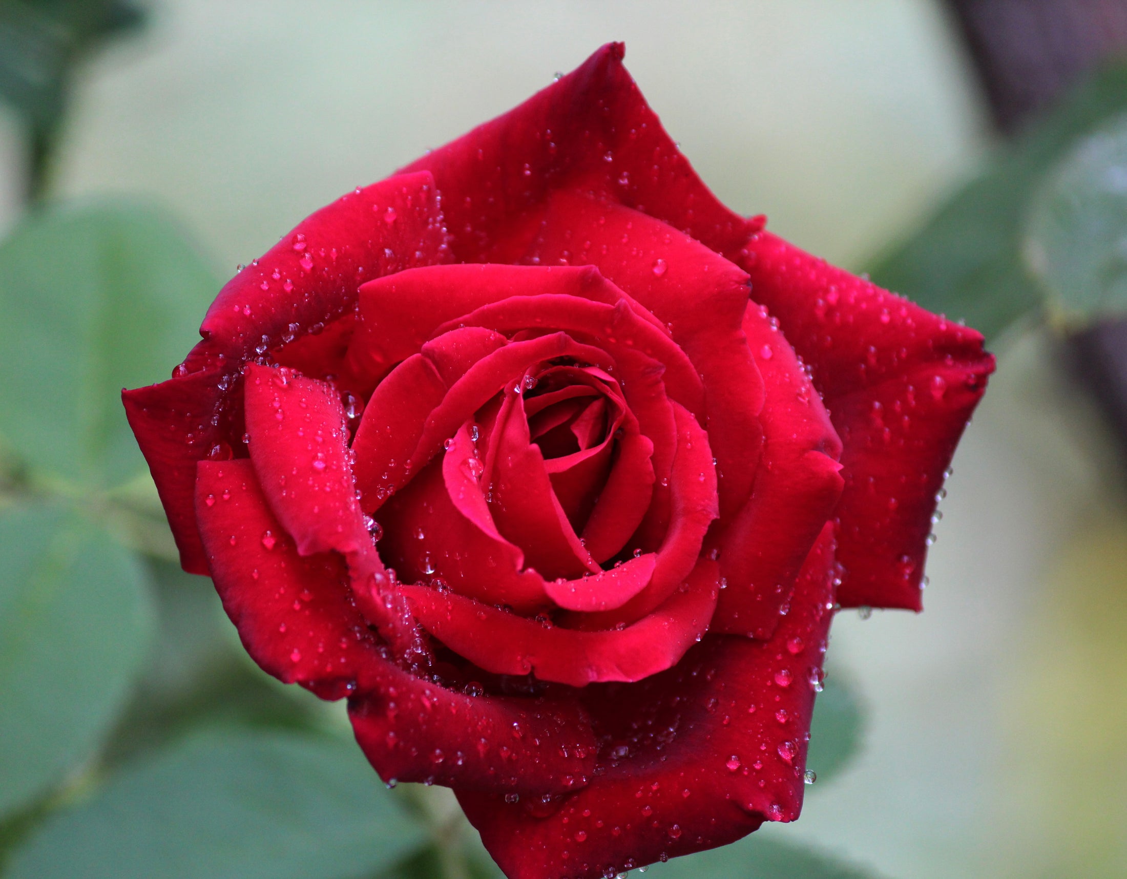 Hybrid tea rose 'Chrysler Imperial'