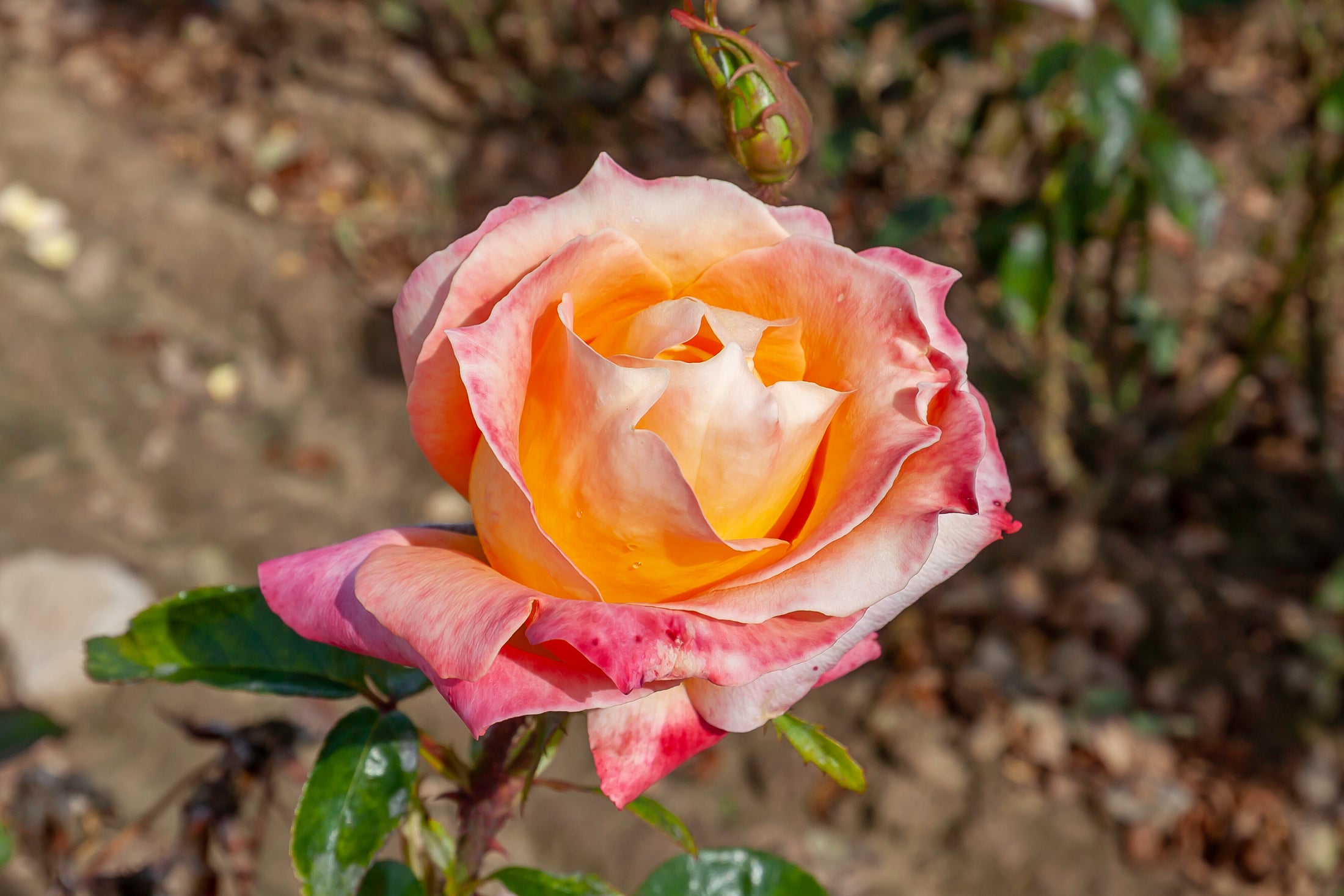 Hybrid tea rose 'City Of Welland'