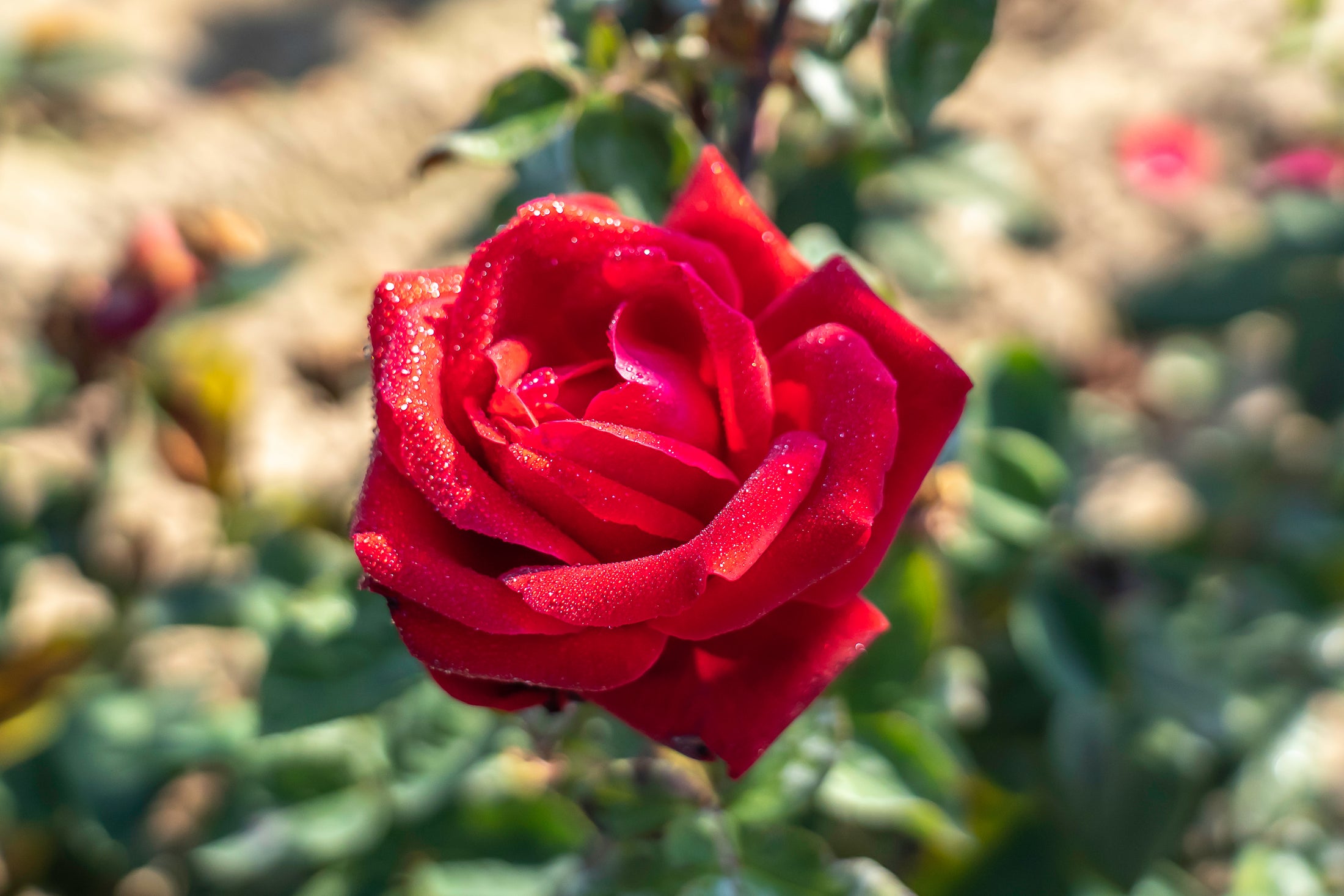 Rosier hybride de thé 'City Of Windsor'