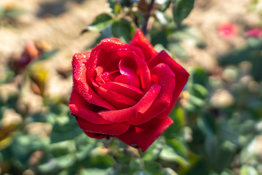 Hybrid tea rose 'City Of Windsor'