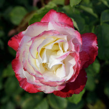 Hybrid tea rose 'Double Delight'