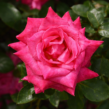 Hybrid tea rose 'Elizabeth Taylor'
