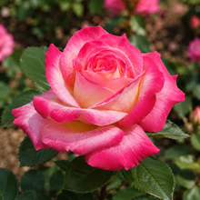 Rosier hybride de thé 'Elizabeth Taylor'