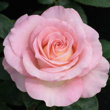 Hybrid tea rose 'Falling in Love'