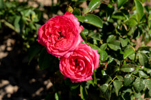 Hybrid tea rose 'Fiji™ Eleganza'