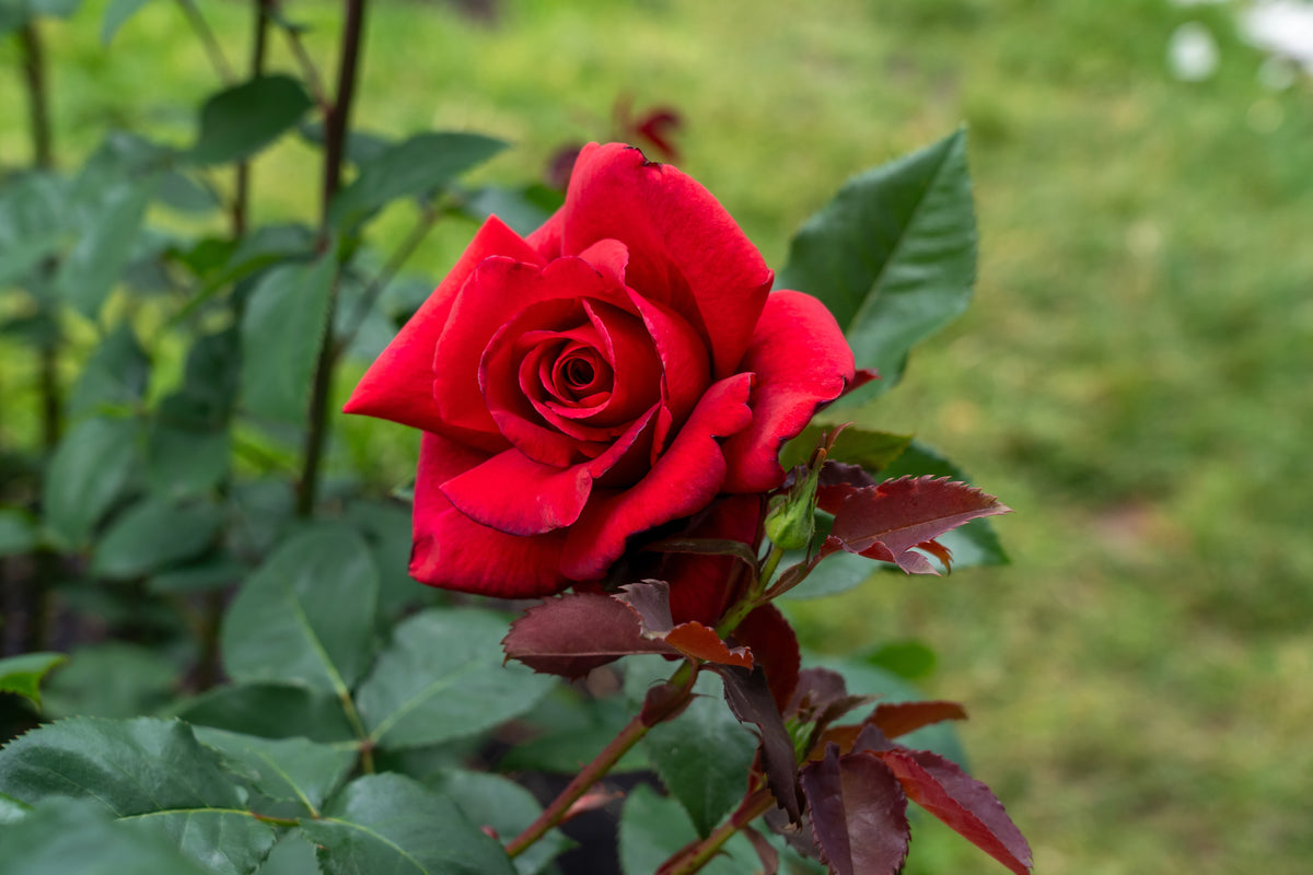 Rosier hybride de thé 'Firefighter'