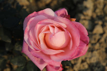 Rosier hybride de thé 'First Prize'