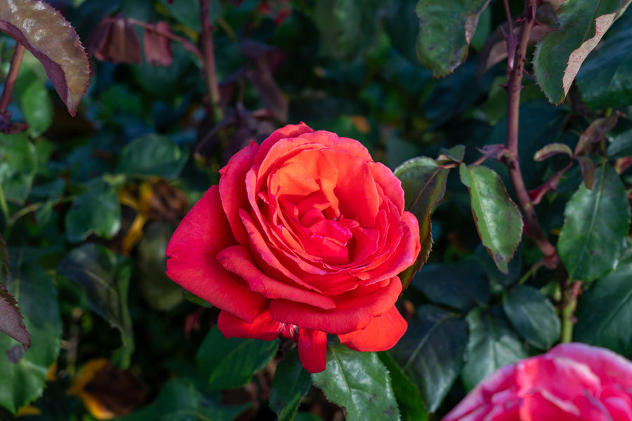 Rosier hybride de thé 'Fragrant Cloud'