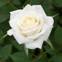 Rosier hybride de thé 'Full Sail'