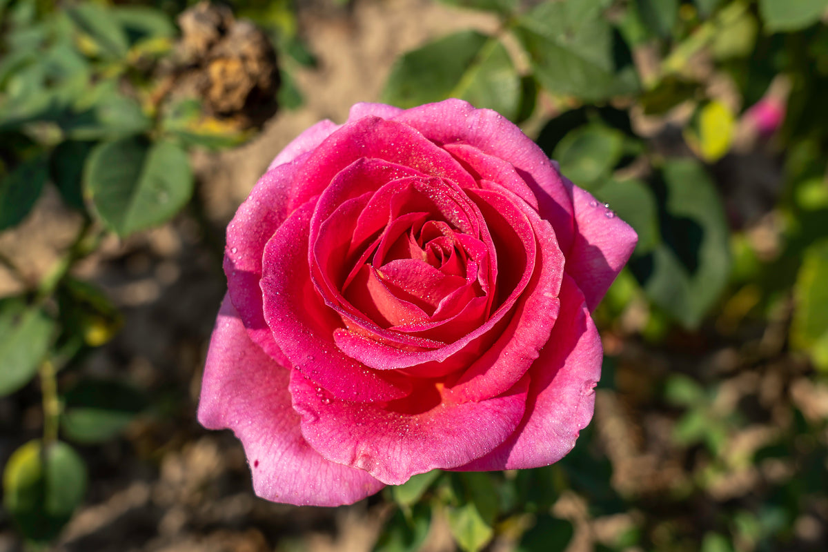 Hybrid tea rose 'Gentle Giant'
