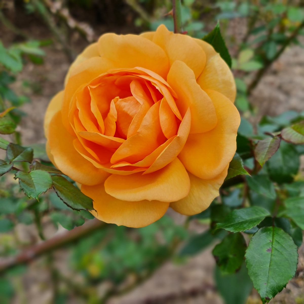 Hybrid tea rose 'Good As Gold'