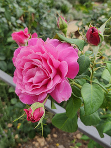 Hybrid tea rose 'Grande Dame'