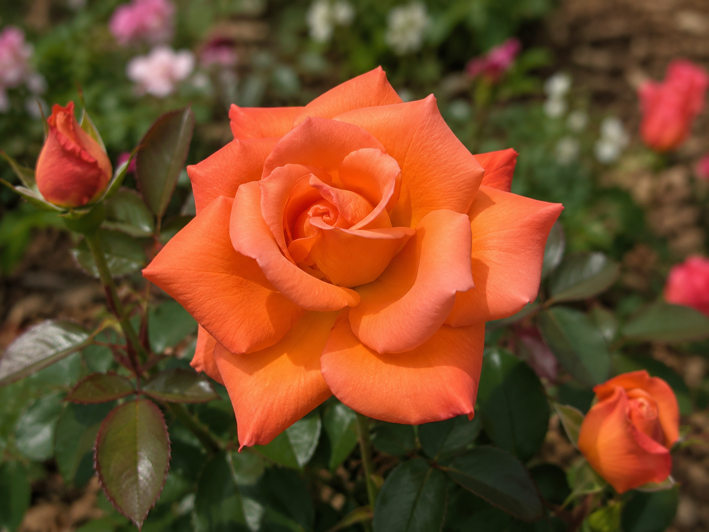 Hybrid tea rose 'Hallé'