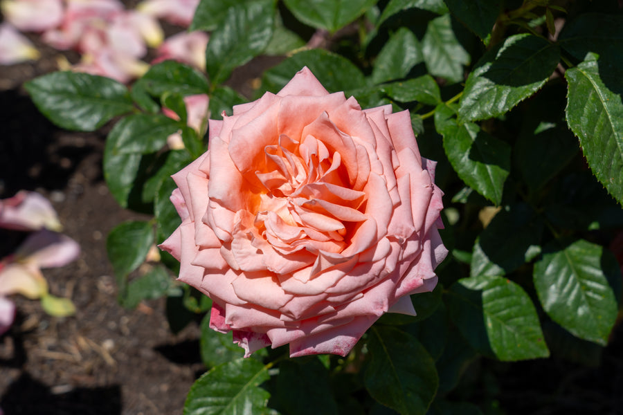 Rosier hybride de thé 'Heavenly Scented'