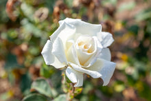 Hybrid tea rose 'Honor'