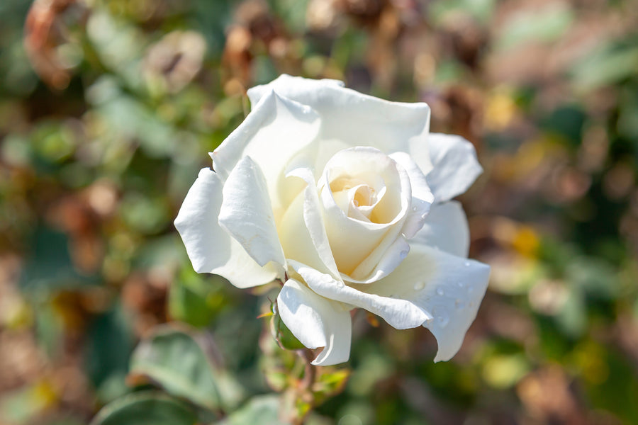 Rosier hybride de thé 'Honor'