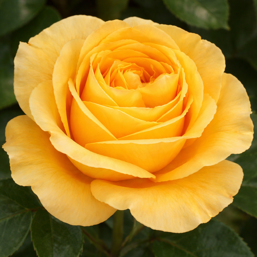 Rosier hybride de thé 'Hotel California'