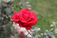 Hybrid tea rose 'Ingrid'