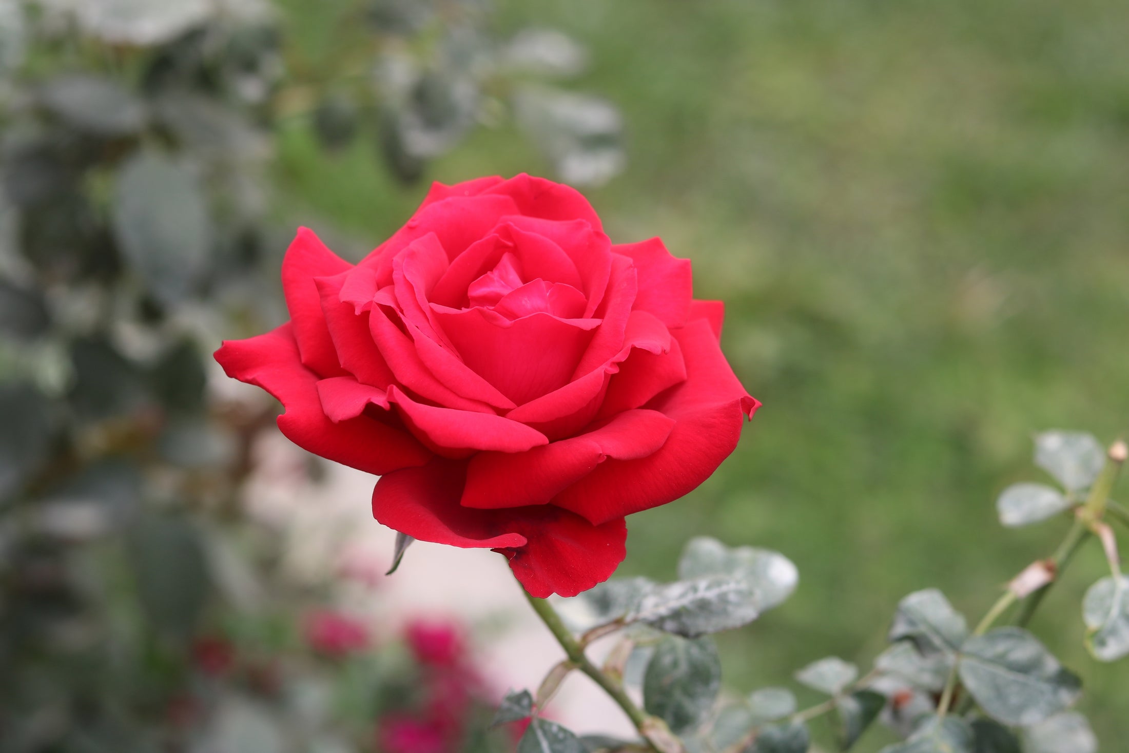 Hybrid tea rose 'Ingrid'