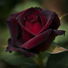 Hybrid tea rose 'Ink Spots'