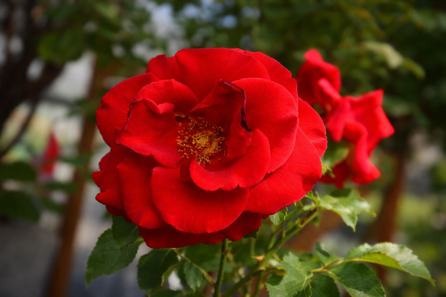 Rosier hybride de thé 'In the Mood'