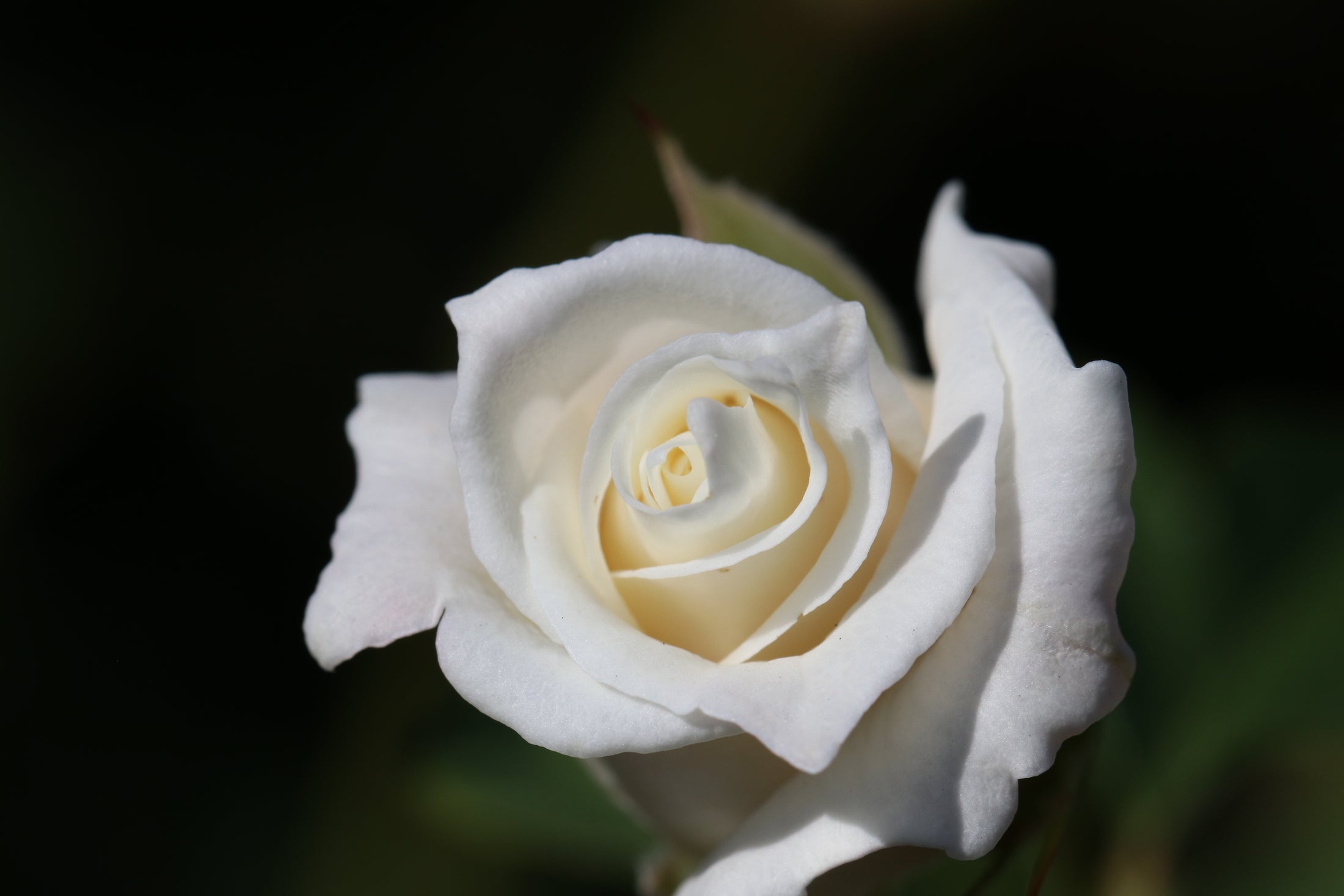 Rosier hybride de thé 'John F. Kennedy'