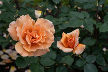 Rosier hybride de thé 'Just Joey'