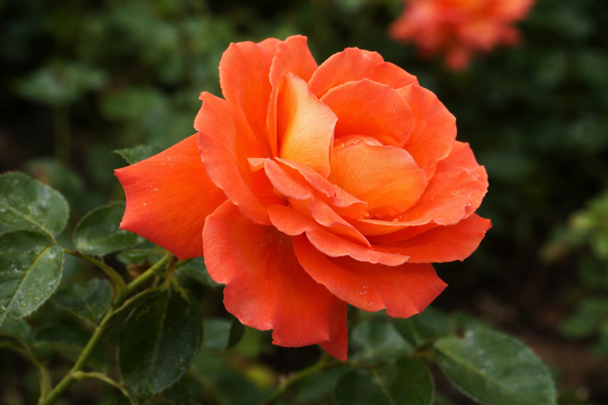 Hybrid tea rose 'Las Vegas'