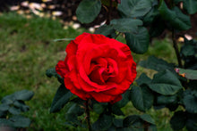 Rosier hybride de thé 'Legends'