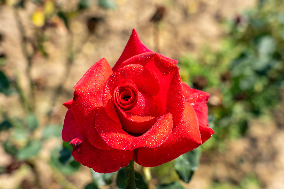 Rosier hybride de thé 'Let Freedom Ring'