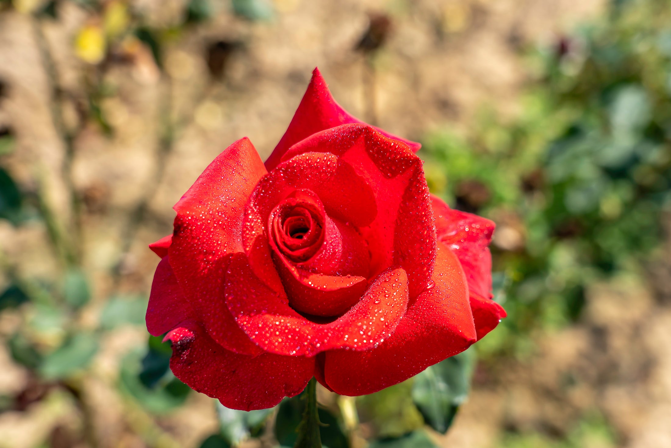Rosier hybride de thé 'Let Freedom Ring'