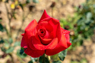 Rosier hybride de thé ‘Let Freedom Ring’ (Rosa)