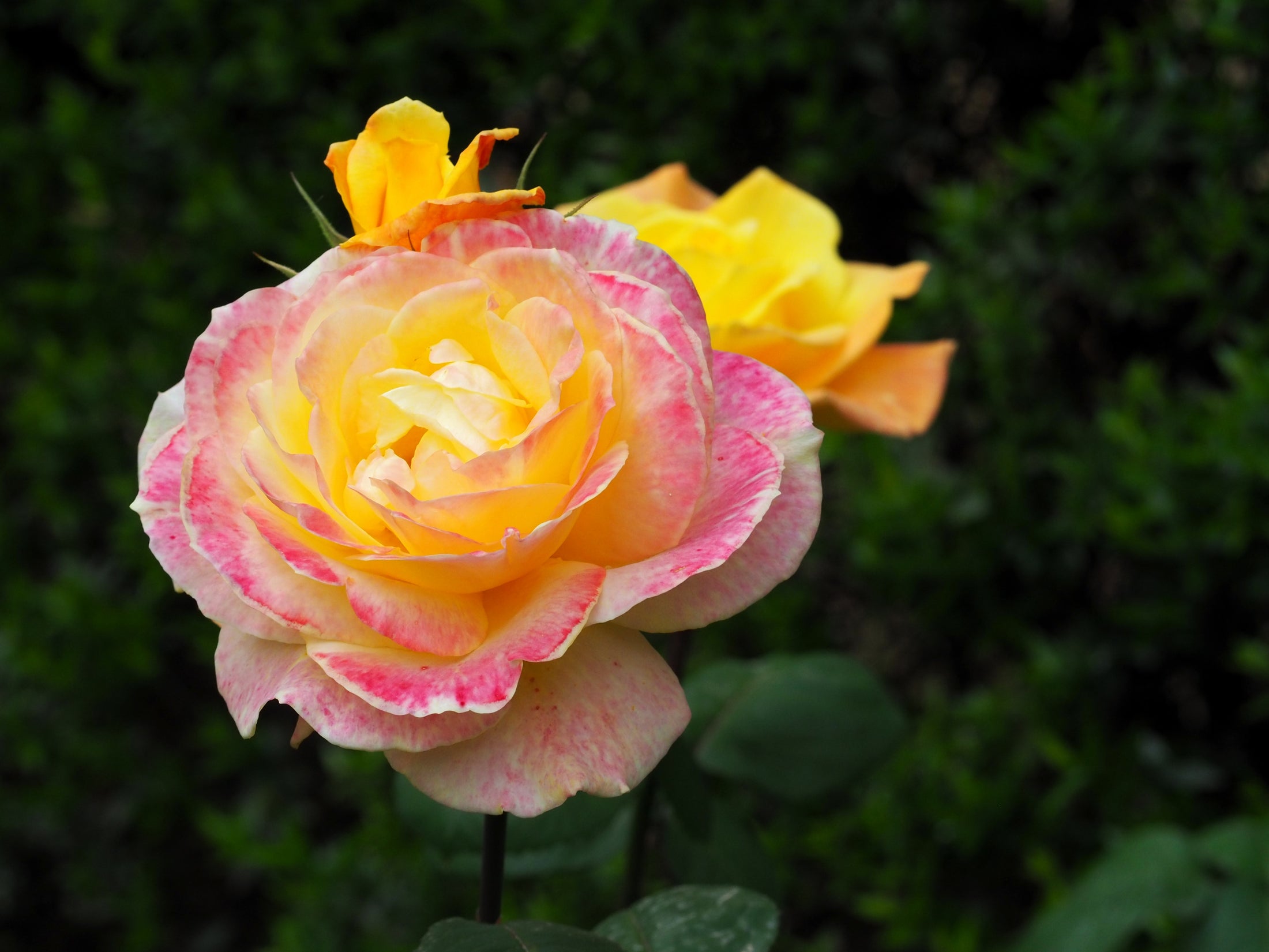 Hybrid tea rose 'Love &amp; Peace'