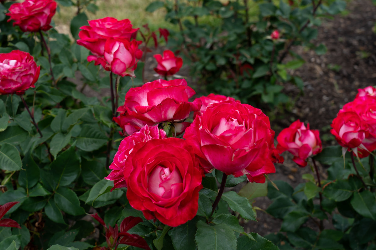 Hybrid tea rose 'Love at First Sight'