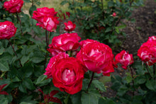 Hybrid tea rose 'Love at First Sight'