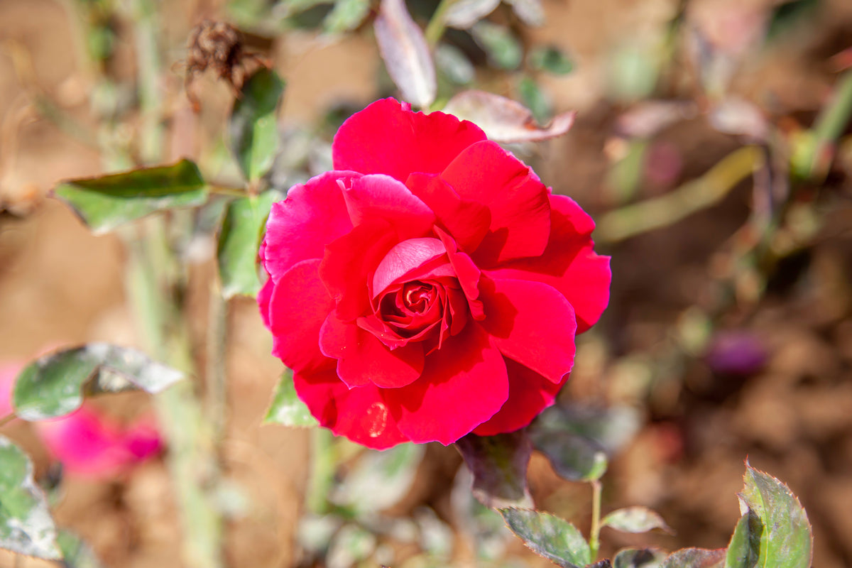 Hybrid tea rose 'MS Hershey'