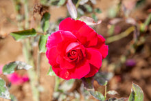 Hybrid tea rose 'MS Hershey'