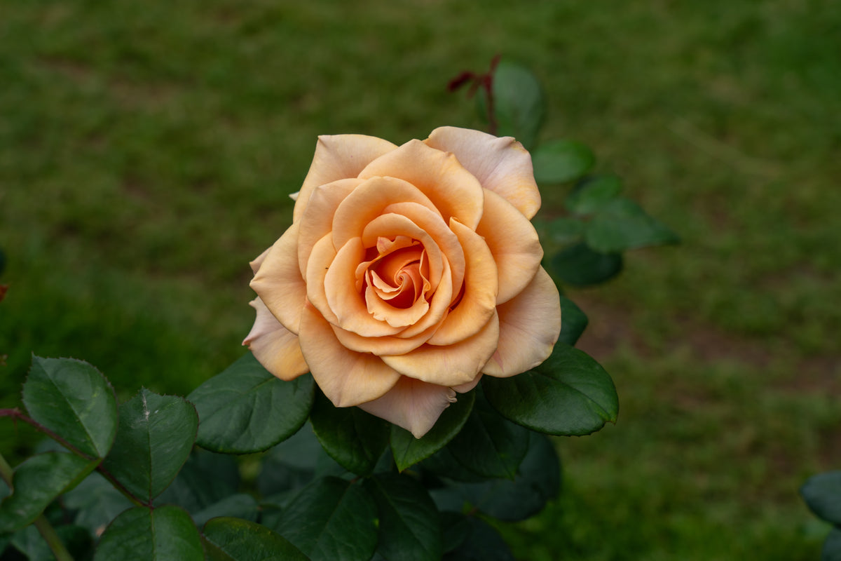 Hybrid tea rose 'Marilyn Monroe'