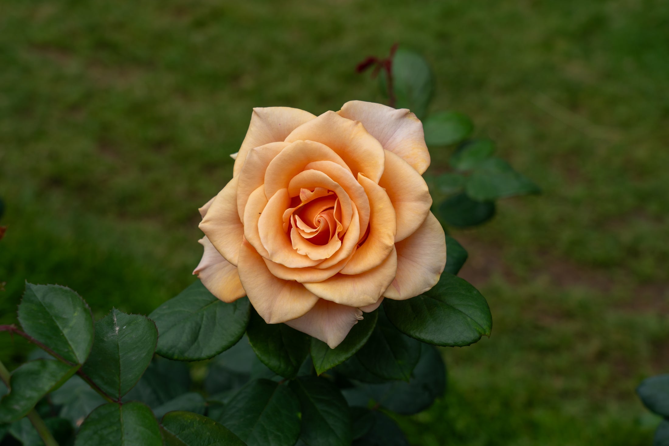 Hybrid tea rose 'Marilyn Monroe'