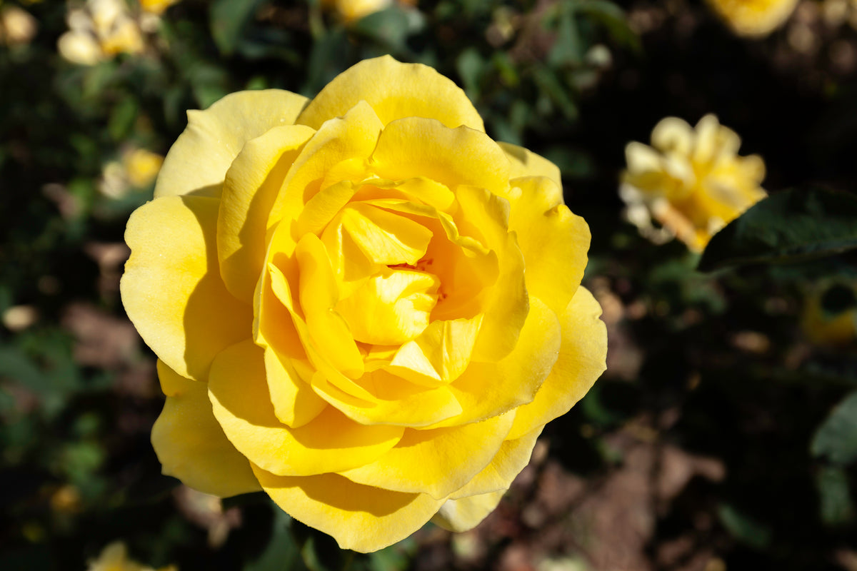 Hybrid tea rose 'Mellow Yellow'