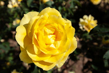 Hybrid tea rose 'Mellow Yellow'