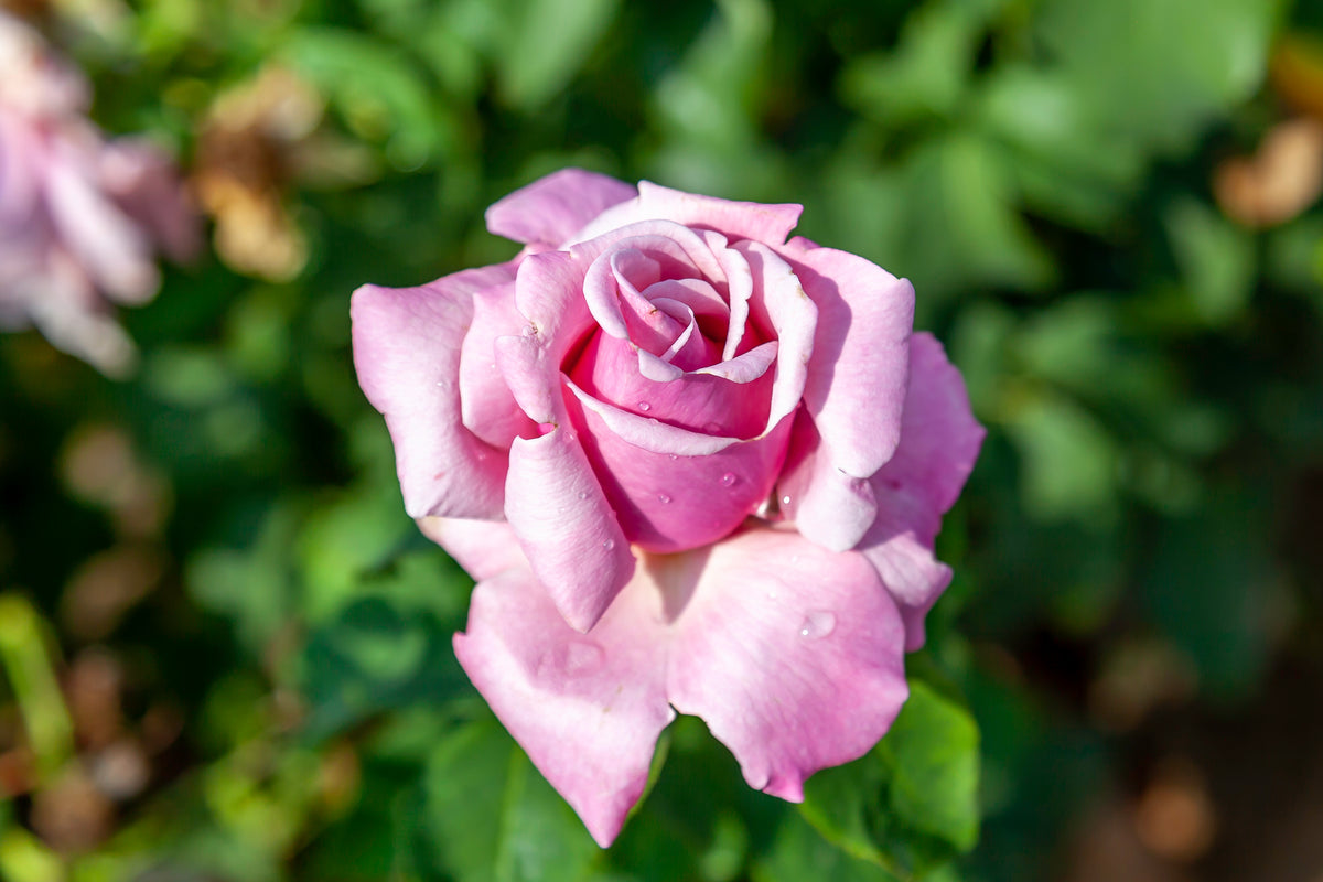 Hybrid tea rose 'Memorial Day'