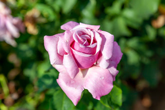 Rosier hybride de thé ‘Memorial Day’ (Rosa)