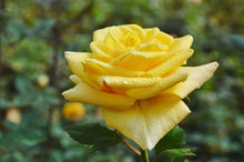 Hybrid tea rose 'Midas Touch'