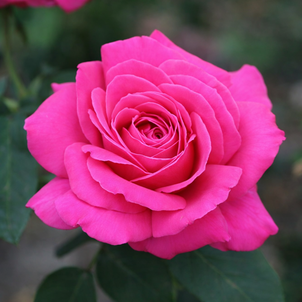 Hybrid tea rose 'Miss All-American Beauty'