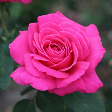 Hybrid tea rose 'Miss All-American Beauty'