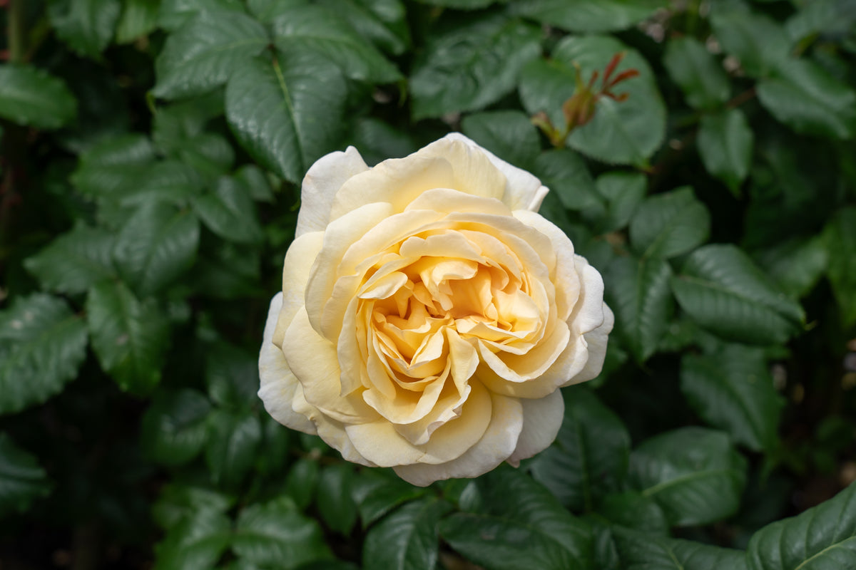 Hybrid tea rose 'Moonlight Romantica'