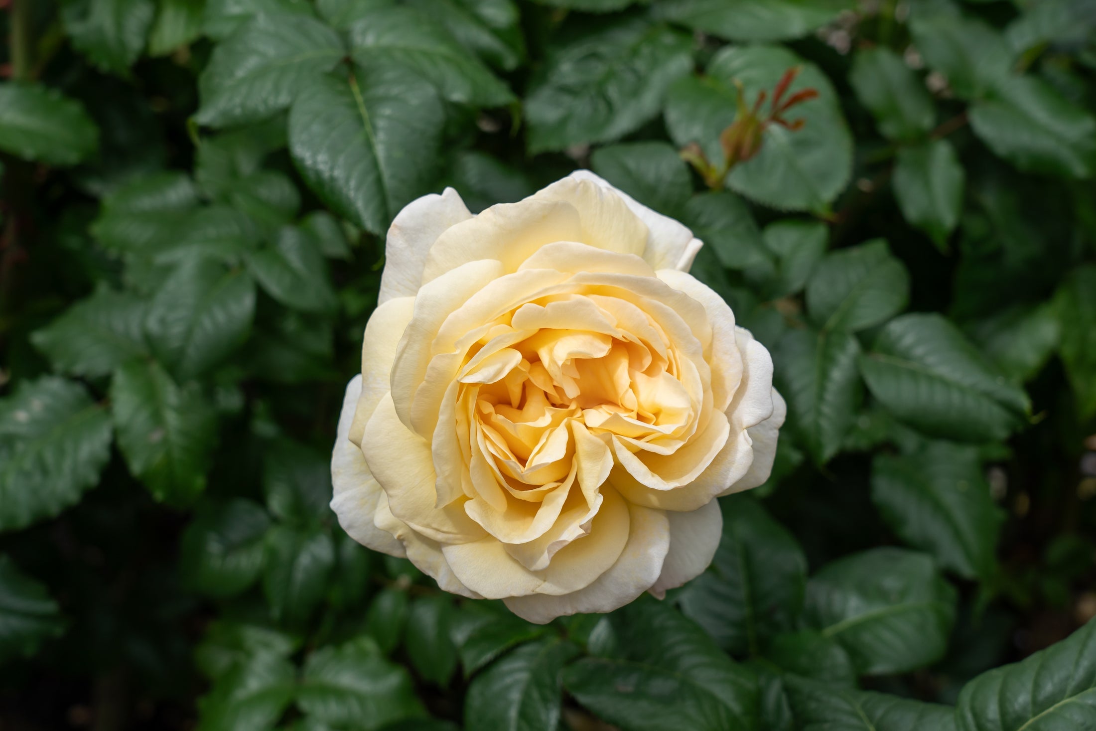 Hybrid tea rose 'Moonlight Romantica'