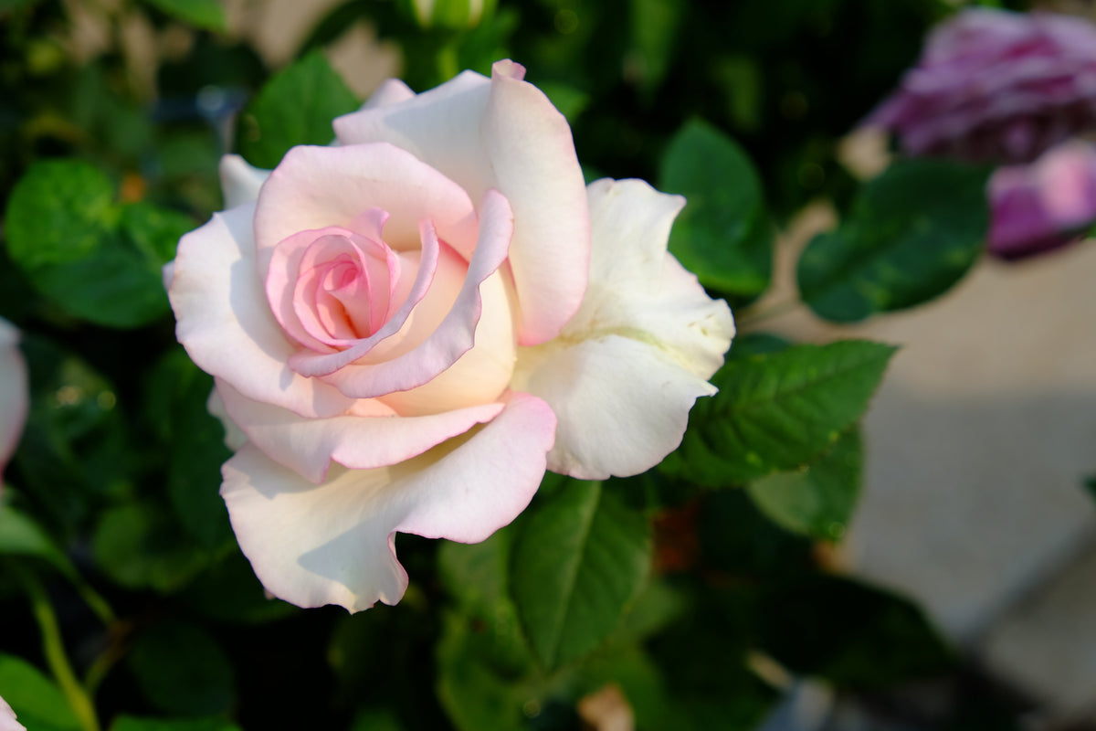 Hybrid tea rose 'Moonstone'