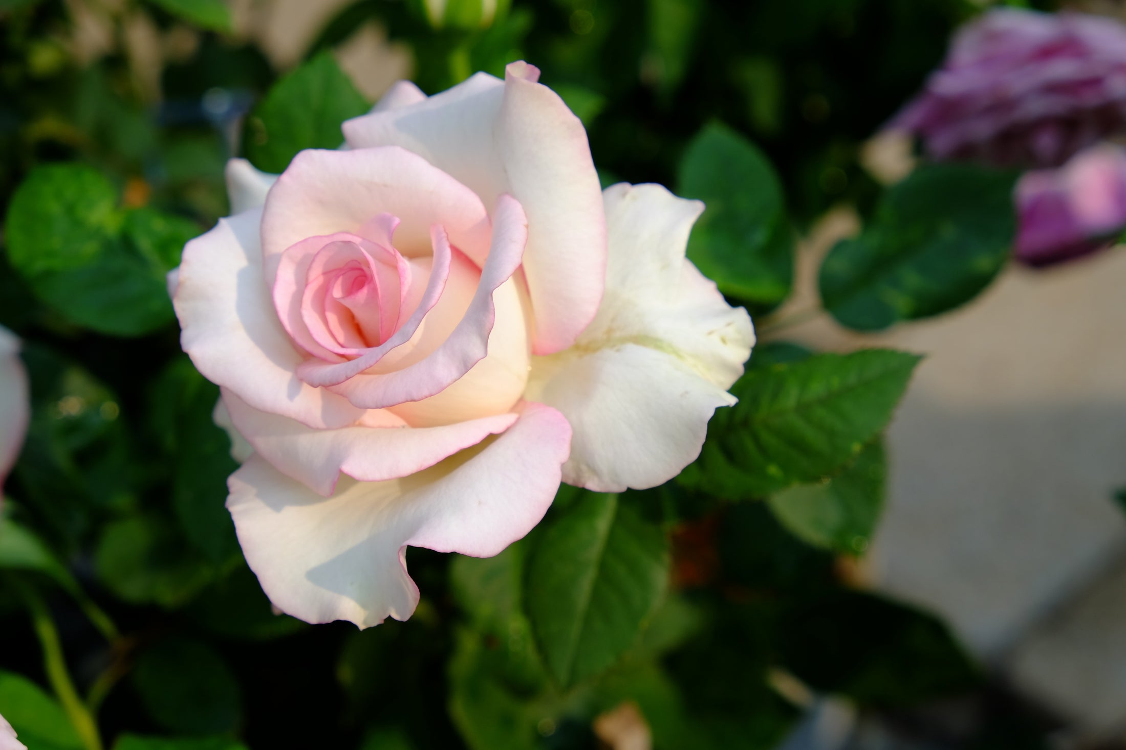 Hybrid tea rose 'Moonstone'